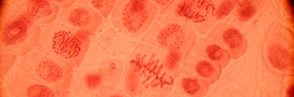 Cellgenetik