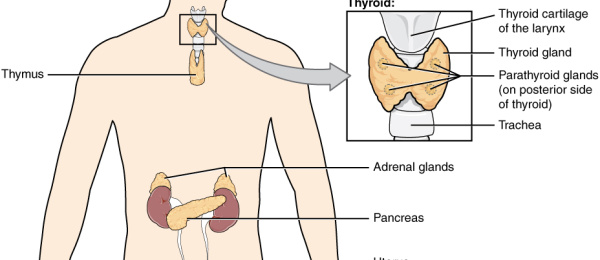Hormon­systemet