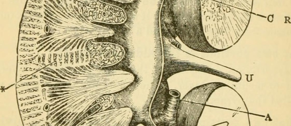 Humanfysiologi