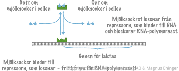 Hur protein­syntesen regleras