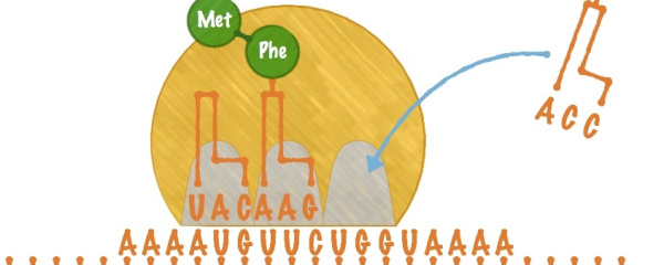 Proteinsyntesen III: Translation