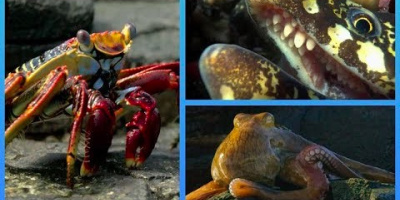 Krabbornas livsfarliga promenad