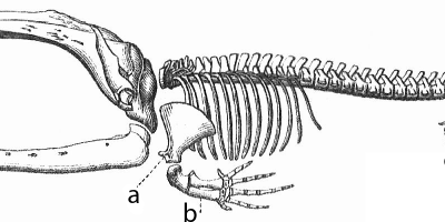 Bevis för evolutionen