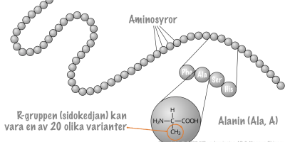 Proteiners struktur & funktion. Proteinsyntesen.
