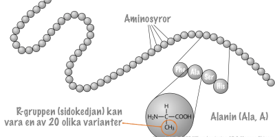 Arvsanlag