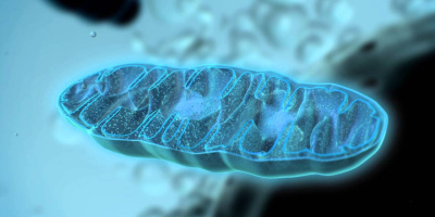 Hur mitokondrier funkar