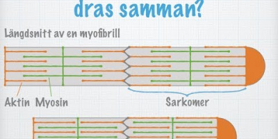 Musklernas uppbyggnad och funktion