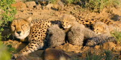 Även små gepardungar måste få mat
