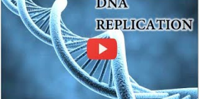 Hur DNA replikeras (kopieras)