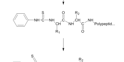 Ett proteins aminosyrasekvens kan bestämmas