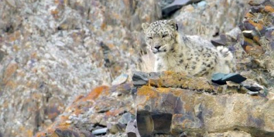 På snöleopardens berg