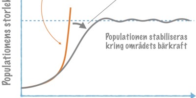 Populationer: Storlek och tillväxt