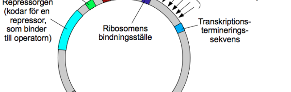 Kloningsvektorer