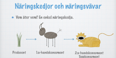 Näringskedjor och näringsvävar