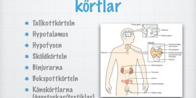 Några endokrina körtlar