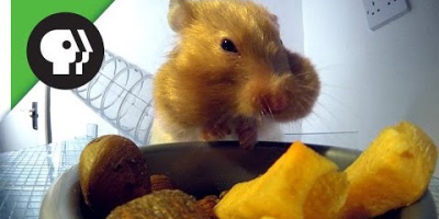 Hur mycket mat kan en hamster hamstra?