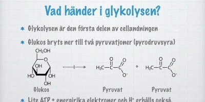 Glykolys