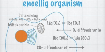 Gasutbyte och andning. Olika djurs andnings­system