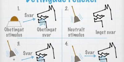 Etologi och beteendeekologi