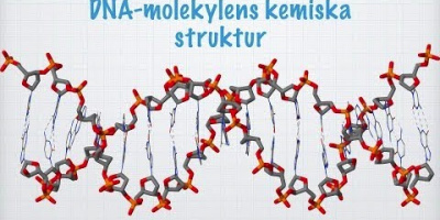 DNA-molekylens struktur och funktion (Kemi 2)