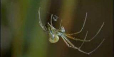 En stekellarv som dödar en spindel