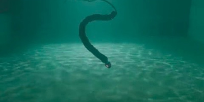 Ytterligare en orm att skrämmas av