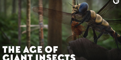 Insekternas tidsålder