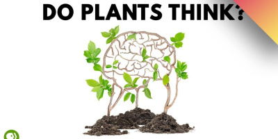 Kan växter tänka?