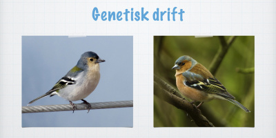 Genetisk drift