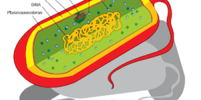 Bakteriecellens struktur & innehåll. Bakteriernas cellhöljen.