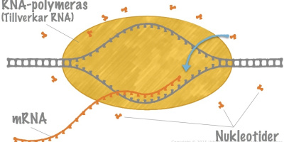 Protein­syntesen I: Transkription