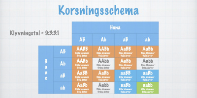 Dihybrid klyvning