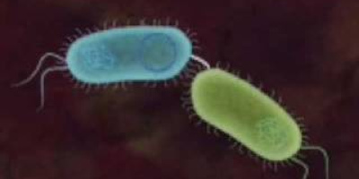 Bakterie-sex: Bakteriell konjugation
