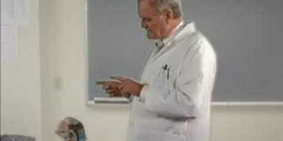 Hur hjärnan fungerar (enligt John Cleese)