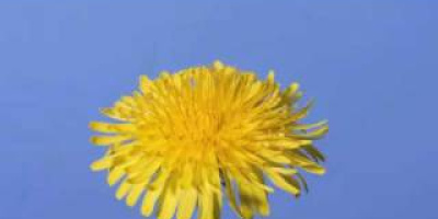 En maskros från blomma till frö