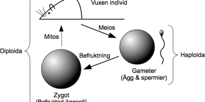 Instuderingsfrågor i Biologi B: Livscykler