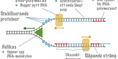 Hur DNA-molekylen kopieras (replikeras)