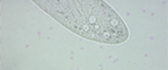 Paramecium caudatum: Kontraktil vakuol