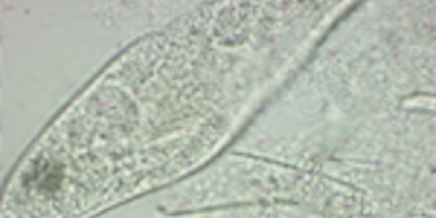 Roterande Paramecium caudatum