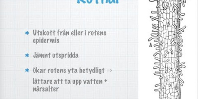 Roten. Hur växten tar upp vatten och närsalter