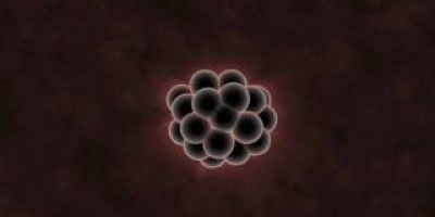 Vad embryon kan berätta för oss om evolution