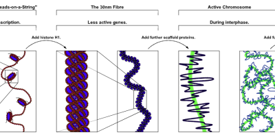 DNA-molekylens struktur och funktion (Biologi 1)