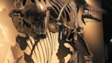 Protein från Tyrannosaurus rex bekräftar släktskapet mellan fåglar och dinosaurier