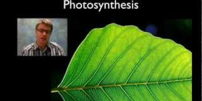 Faktorer som inverkar på fotosyntesen