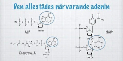 Bärarmolekyler