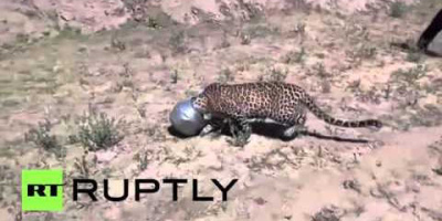 Avd. f. biologiska babblerier del 13: Hette den leoparden möjligtvis Emil?