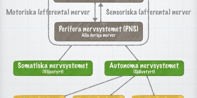 Nervsystemets funktionella indelning