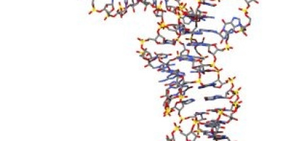 RNA och RNA-syntes