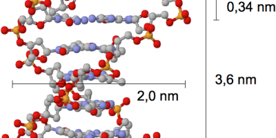 DNA-molekylens grundläggande struktur