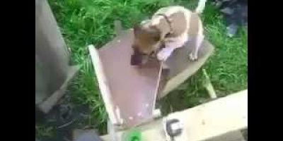 Vad händer när en ingenjör skaffar hund (del 2)?